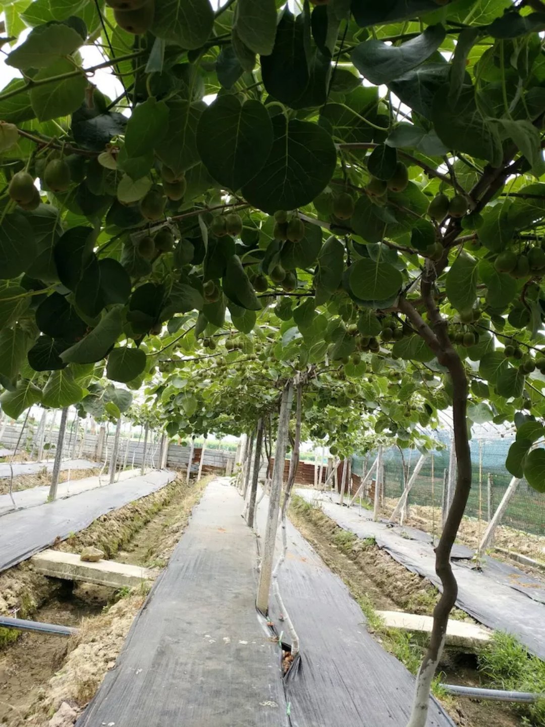 防草布、除草布